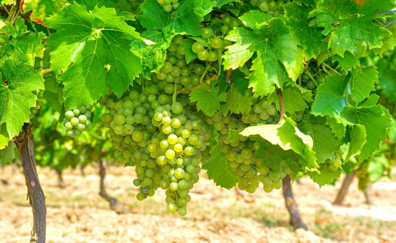 Green Wine is young and fresh and it's ideal for those hot summer days!