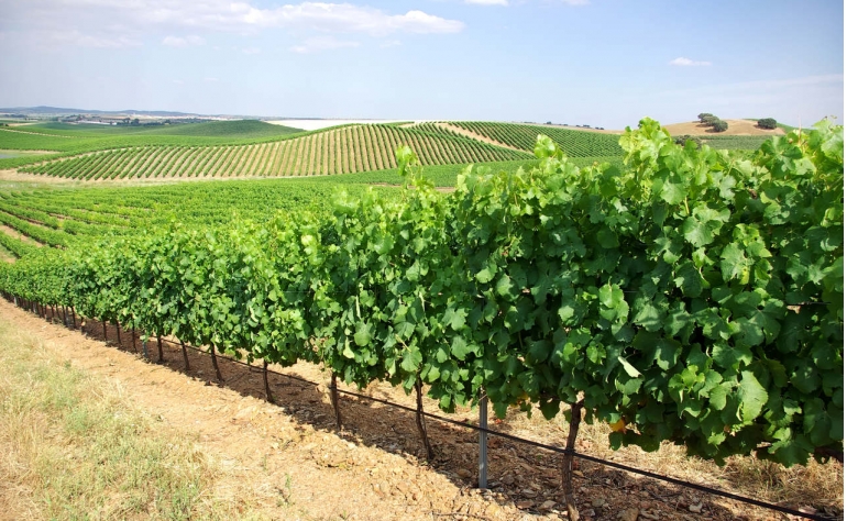 Nell'Alentejo si possono trovare alcuni dei migliori vini del Portogallo