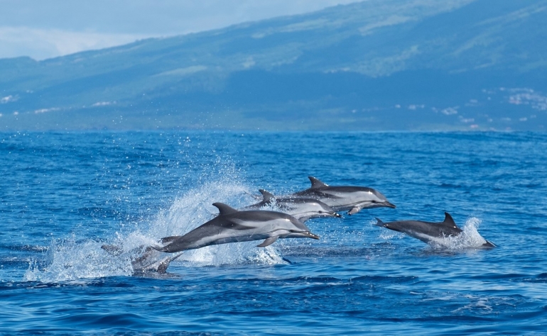 Quando visitate l'isola, approfittate per osservare i delfini