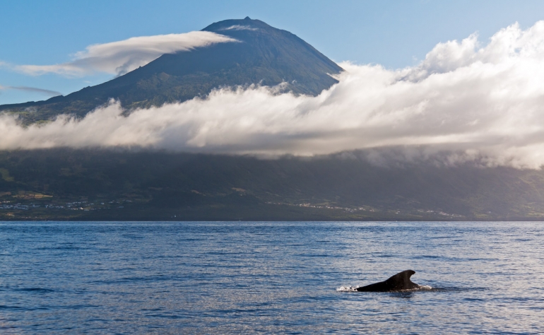 Si siempre ha soñado con estar cerca de los delfines, no pierda esta oportunidad cuando visite las Azores