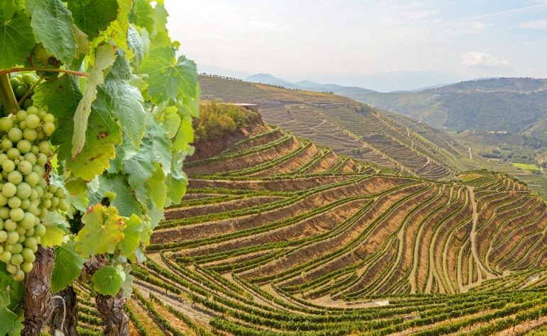 Les vignobles du Douro sont connus pour leurs terrasses
