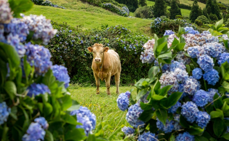 Les Açores sont bien connues pour leurs hortensias et leurs vaches