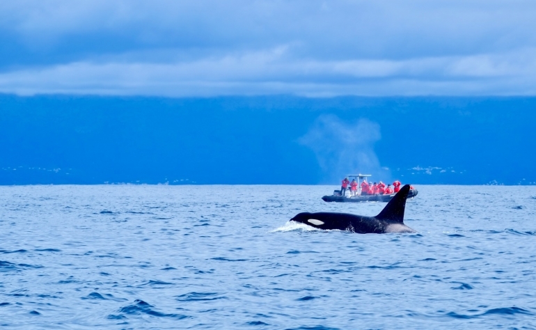 Durant votre voyage aux Açores, profitez de l'occasion pour observer les baleines.