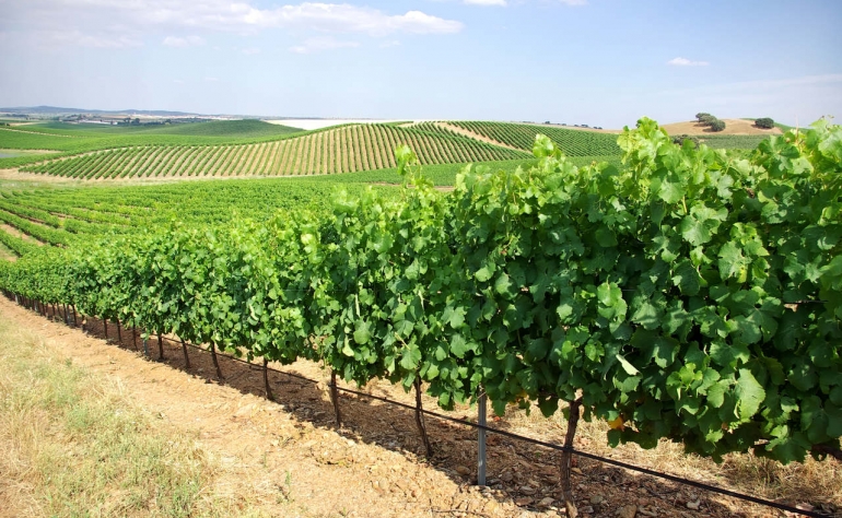 Les vins de l'Alentejo sont parmi les plus connus du Portugal